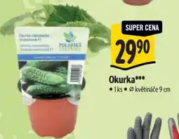 Albert Okurka nabídka