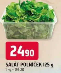 Trefa Salát polníček nabídka