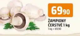 Trefa Žampiony čerstvé nabídka