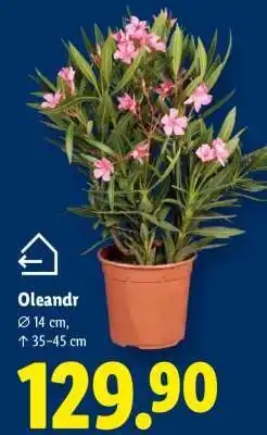 Lidl OLEANDR nabídka