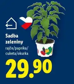 Lidl SADBA ZELENINY nabídka