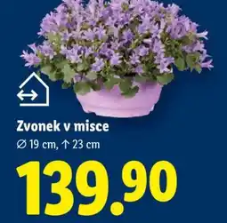 Lidl Zvonek v misce nabídka