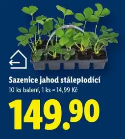 Lidl Sazenice jahod stáleplodící nabídka