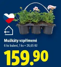 Lidl MUŠKÁTY VZPŘÍMENÉ nabídka