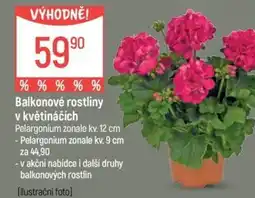Globus Balkonové rostliny v květináčích nabídka