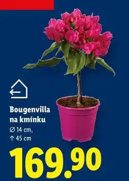 Lidl Bougenvilla na kmínku nabídka