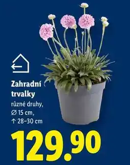 Lidl Zahradní trvalky nabídka