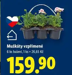Lidl Muškáty vzpřímené, 6 ks nabídka
