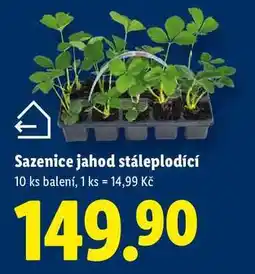 Lidl Sazenice jahod stáleplodící, 10 ks nabídka