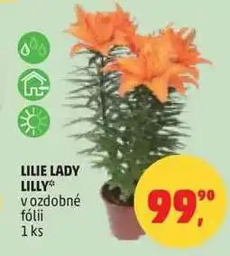 Penny Market Lilie Lady Lilly nabídka