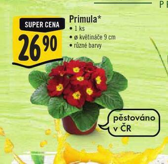 Primula