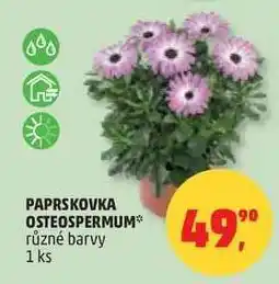 Penny Market PAPRSKOVKA OSTEOSPERMUM nabídka