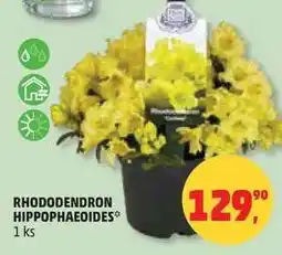 Penny Market RHODODENDRON HIPPOPHAEOIDES nabídka