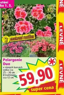 Norma Pelargonie Duo nabídka