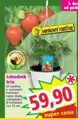 Norma Jahodník – trio nabídka