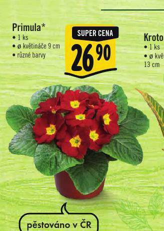 Albert Primula nabídka