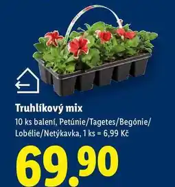 Lidl Truhlíkový mix, 10 ks balení nabídka