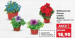 Kaufland Balkónový mix Petunie Lobélie Begónie nabídka
