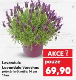Kaufland Levandule Lavandula stoechas nabídka