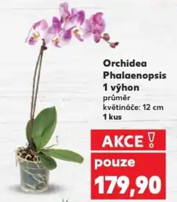 Kaufland Orchidea Phalaenopsis 1 výhon nabídka