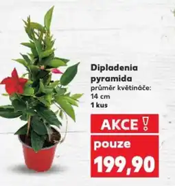 Kaufland Dipladenia pyramida nabídka