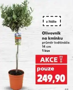 Kaufland Olivovník na kmínku nabídka
