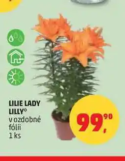 Penny Market LILIE LADY LILLY, 1 ks nabídka