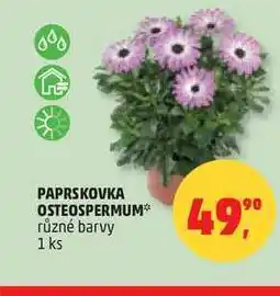Penny Market PAPRSKOVKA OSTEOSPERMUM, 1 ks nabídka