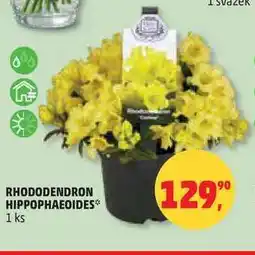 Penny Market RHODODENDRON HIPPOPHAEOIDES, 1 ks nabídka