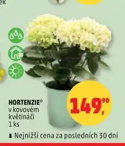 Penny Market HORTENZIE, 1 ks nabídka