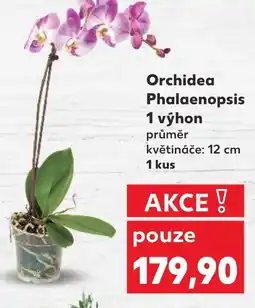 Kaufland Orchidea Phalaenopsis nabídka
