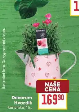 Billa Decorum Hvozdík konvička, 1 ks nabídka