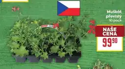 Billa Muškát převislý nabídka