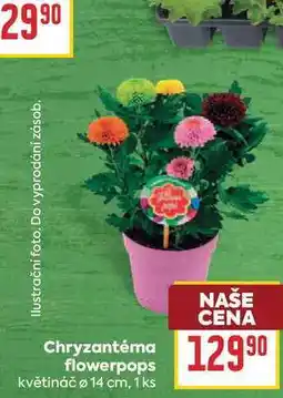 Billa Chryzantéma flowerpops květináč ø 14 cm, 1 ks nabídka