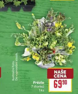 Billa Frézie 7 stonků 1ks nabídka