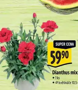 Albert Dianthus mix, pr. květináče 10,5 cm nabídka