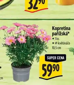 Albert Kopretina pařížská, pr. květináče 10,5 cm nabídka