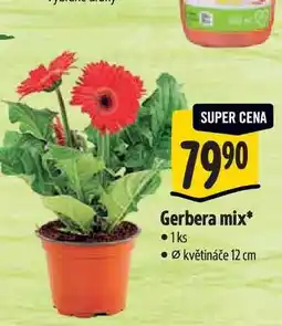 Albert Gerbera mix, pr. květináče 12 cm nabídka