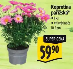 Albert Kopretina pařížská nabídka