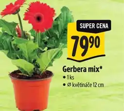 Albert Gerbera mix nabídka
