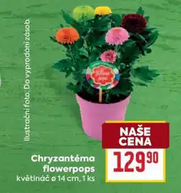 Billa Chryzantéma flowerpops nabídka