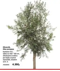Bauhaus Olivovník, Olea europaea nabídka