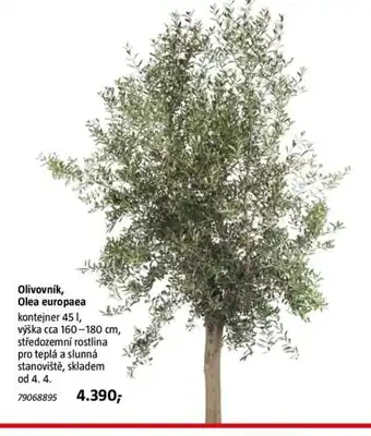 Olivovník, Olea europaea