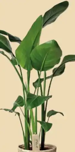 Bauhaus Strelície natalská, Strelitzia nicolai nabídka