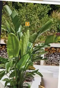 Bauhaus Strelície, Strelitzia nicolai nabídka