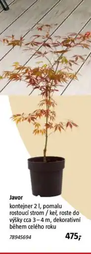 Bauhaus Javor nabídka