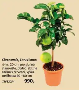 Bauhaus Citronovník, Citrus limon nabídka