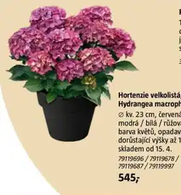 Bauhaus Hortenzie velkolistá, Hydrangea macrophylla nabídka