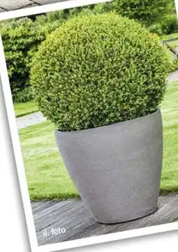 Bauhaus Buxus nabídka