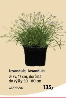 Bauhaus Levandule, Lavandula nabídka